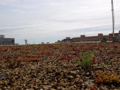 Zelená střecha _5298460